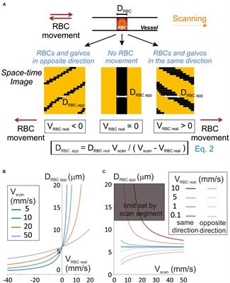 Unbiased Analysis Method for Measurement of Red Blood Cell Size and Velocity With Laser Scanning Microscopy